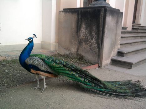 páv - peacock