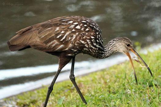 Bird eating another clam