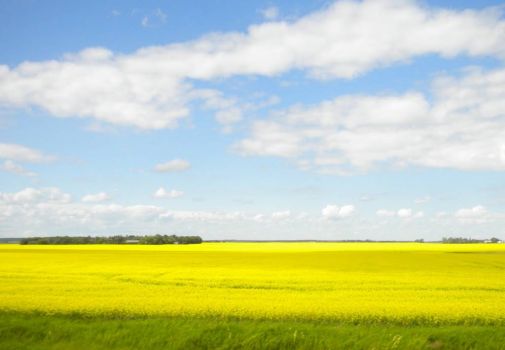 Wide Open Space With Yellow Field