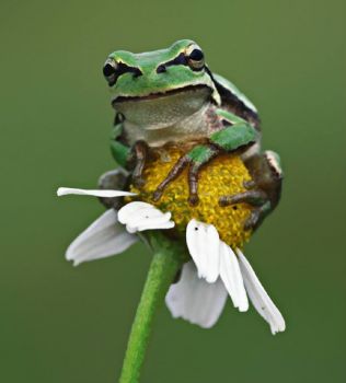 Frog  on  Flower