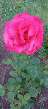 My dad's pink rose.