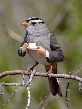 2 ~  The Grey Tea-time Sparrow.