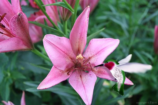 pink lily with hummingbird