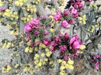 Cholla in bloom