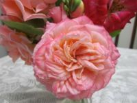 Love my roses