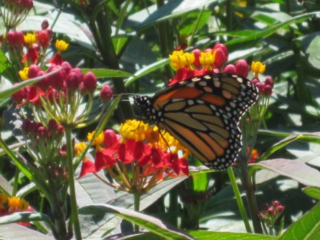 Monarch in public garden Booth Bay, Maine.