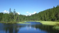 Forest lake of mystery