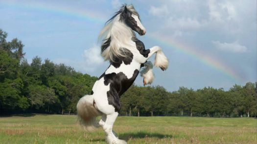 Gypsy Vanner Horse Stallion