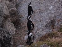 South African penguins