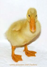 Pekin Duckling #2