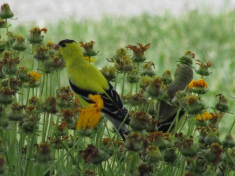 Solve Male & Female Yellow Finch jigsaw puzzle online with 35 pieces