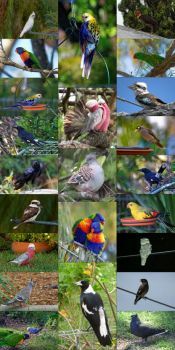 Some of the birds that have visited us this year...