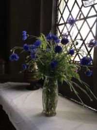 cornflowers