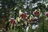 Kiftsgate Court Garden