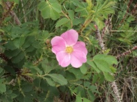Alberta Wild Rose