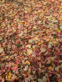fall leaves 1