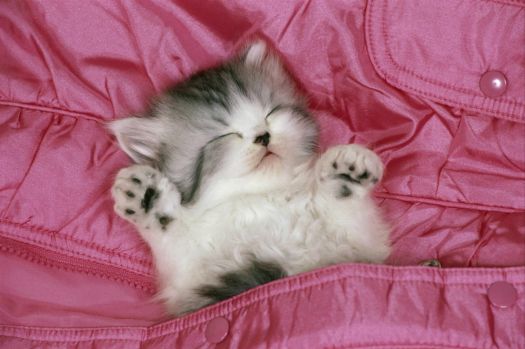 Cute-Cats-Wallpaper-HD