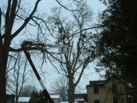 REMOVING A TREE 1
