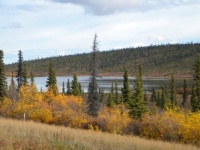 Alaskan lowland bog lake early autumn