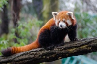 Red Panda on a branch