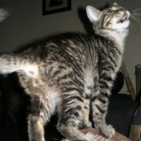 Mildmay, my Bengal Cat/Domestic Shorthair Tabby Mix (5/29/10)