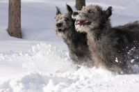 The Silly Side of Wolfhounds