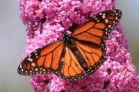 Monarch on Butterfly Bush, San Dieguito County Park, Solana Beach, California
