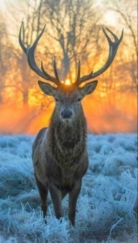 Winter buck at sunset.