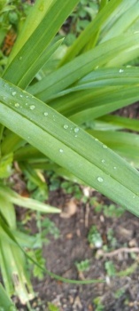 Raindrops