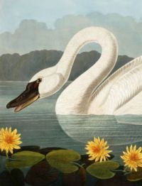 COMMON AMERICAN SWAN