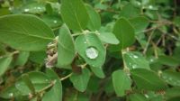Rain drops