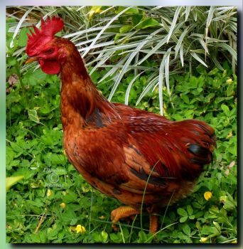 Solve Tailless Chicken jigsaw puzzle online with 121 pieces