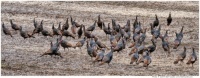 Wild Turkeys in Wisconsin