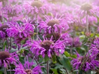 Wild Bergamot