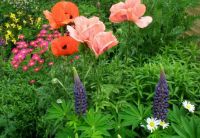 aaa