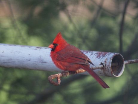 Cardinal ~ male