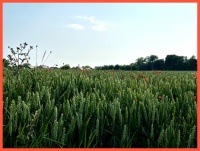 Flowers among the grain.