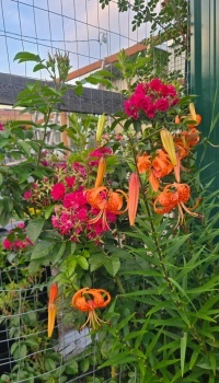 ... in neighbors garden ...