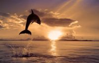 Dolphin in flight