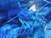 Lobster in Aquarium in Noumea