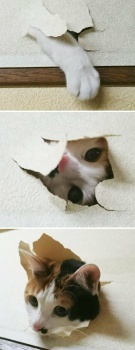 I made myself a Cat Door so you don't have to.