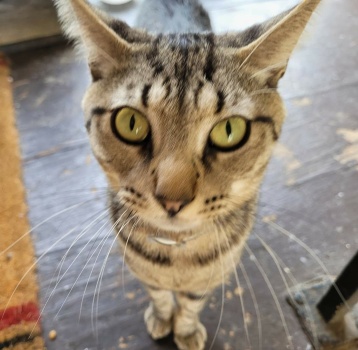 Solve George jigsaw puzzle online with 100 pieces