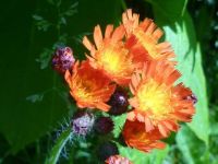 Paintbrush for Grandma