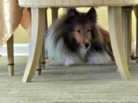 Chase under the table in his 'cave'