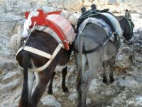 Donkeys, Lindos, Rhodes