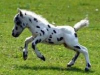 Falabella miniature horse