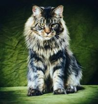 MAJESTIC MAINE COON BEAUTY