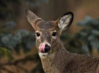 Deer snacking