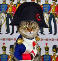 Cat Napoleon