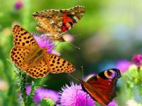 Butterflies on Flowers